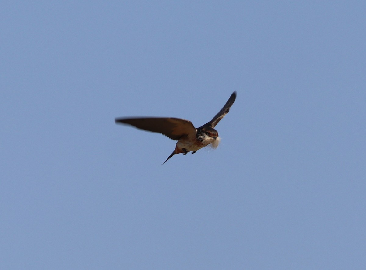 South African Swallow - ML624936816