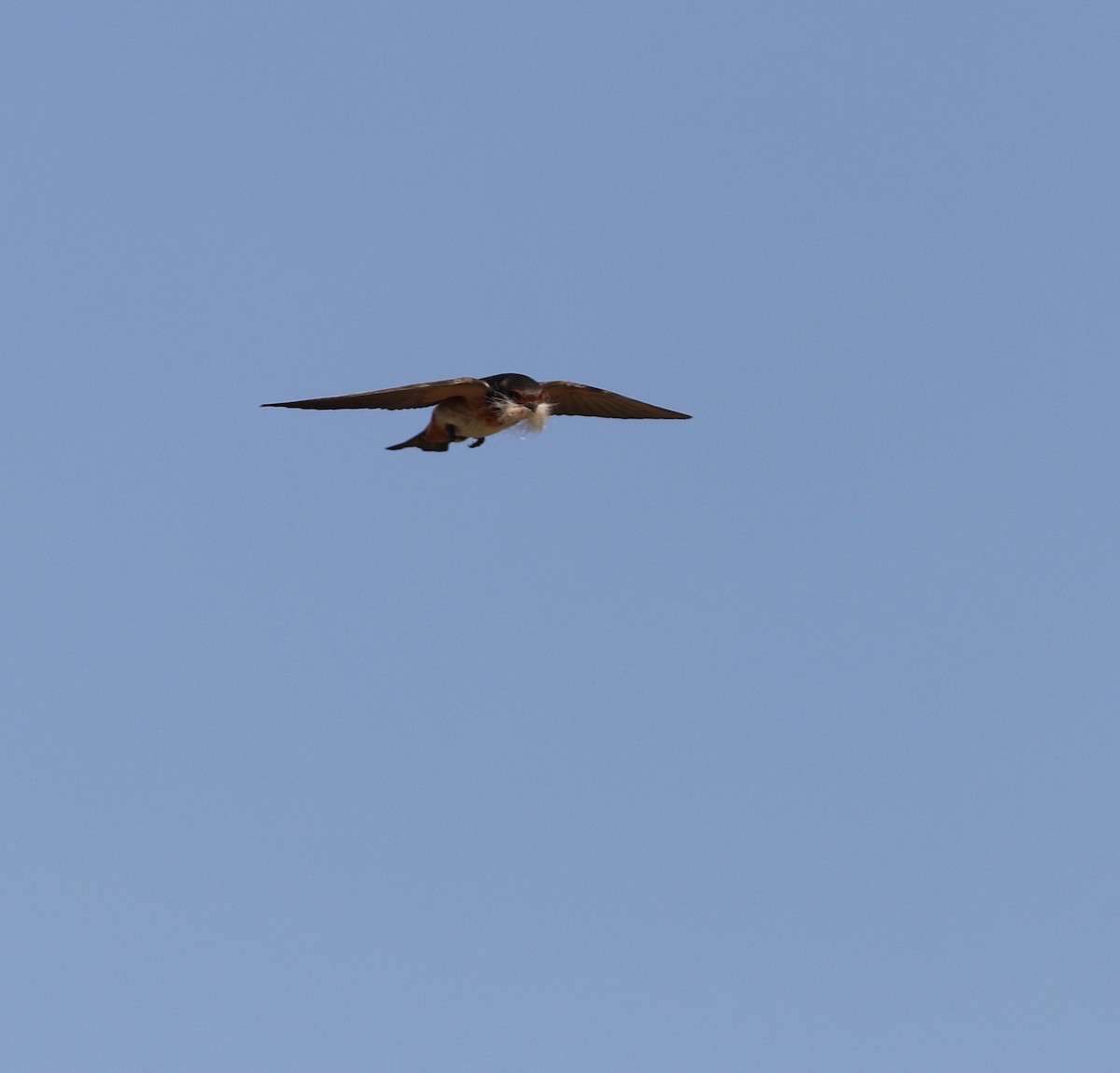 South African Swallow - ML624936817