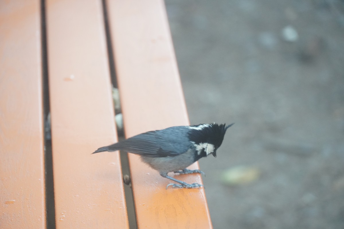 Rufous-vented Tit - ML624936940