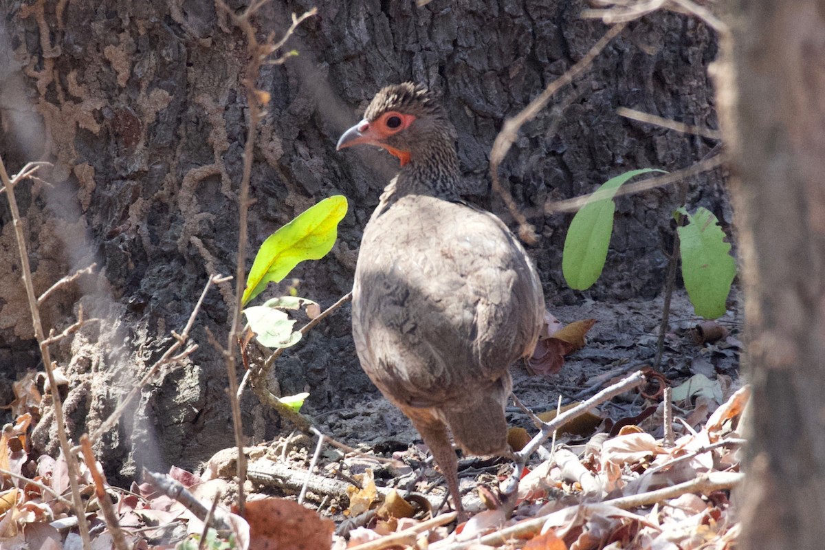 Swainson's Spurfowl - ML624937030