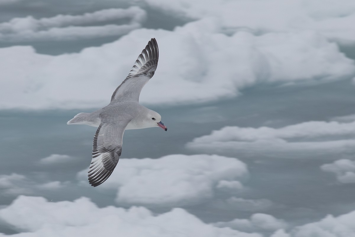 Southern Fulmar - ML624937336