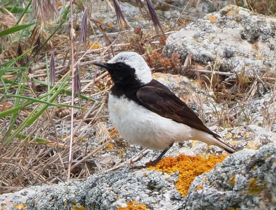 Pied Wheatear - ML624937365