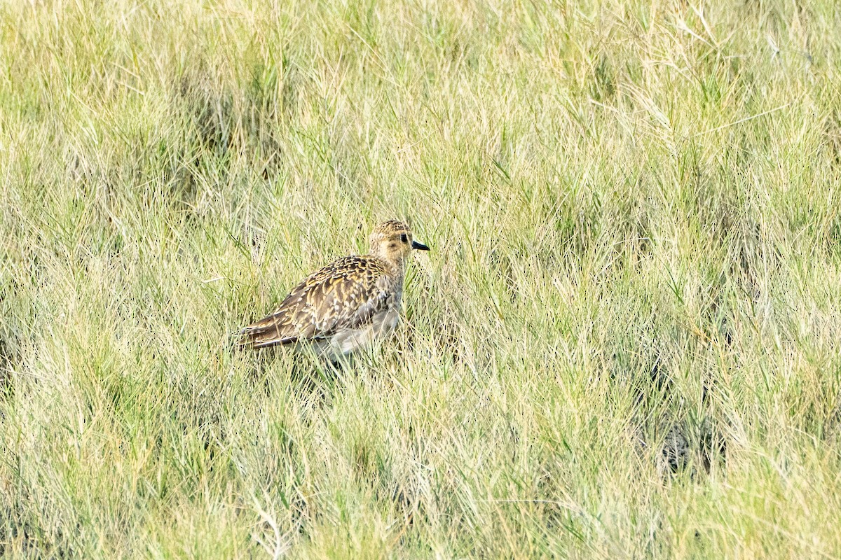 eBird Checklist 14 Oct 2024 台中高美濕地IBA全區(Gaomei Wetland IBA) 16