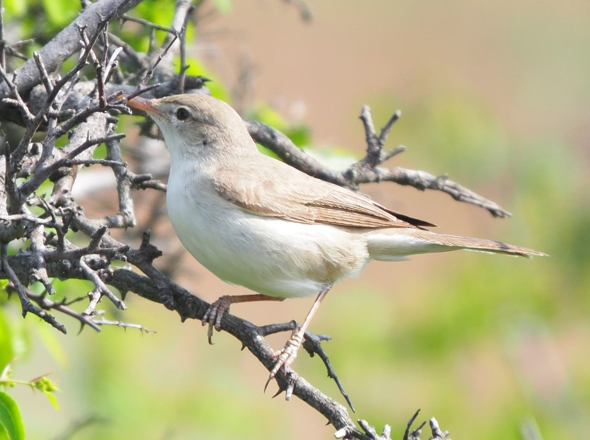 Upcher's Warbler - ML624937375