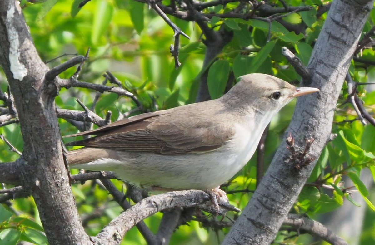 Upcher's Warbler - ML624937378