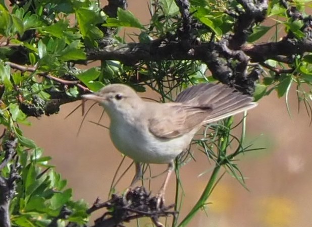 Upcher's Warbler - ML624937380