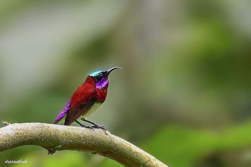 Crimson-backed Sunbird - ML624937384
