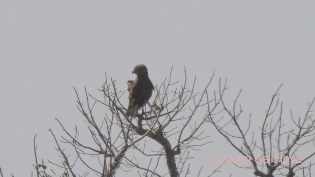 Brown Snake-Eagle - ML624937412