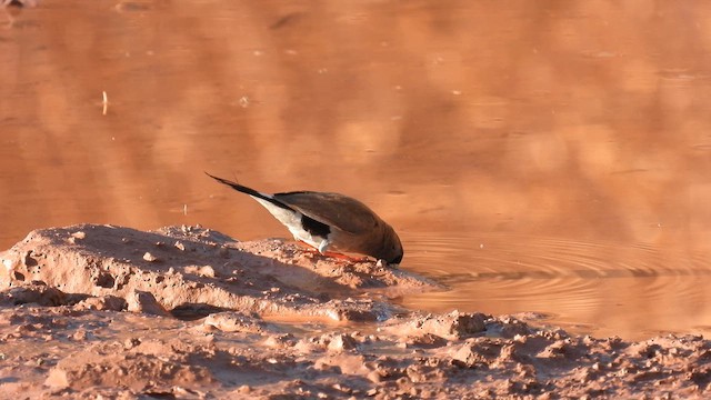 Masked Finch - ML624937436