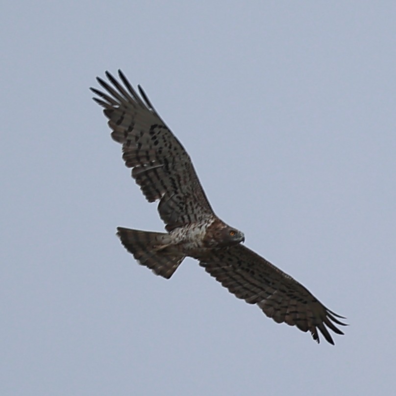 Short-toed Snake-Eagle - ML624937499
