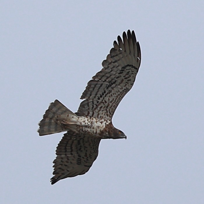 Short-toed Snake-Eagle - ML624937503