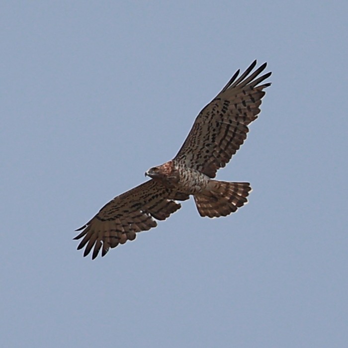 Short-toed Snake-Eagle - ML624937504