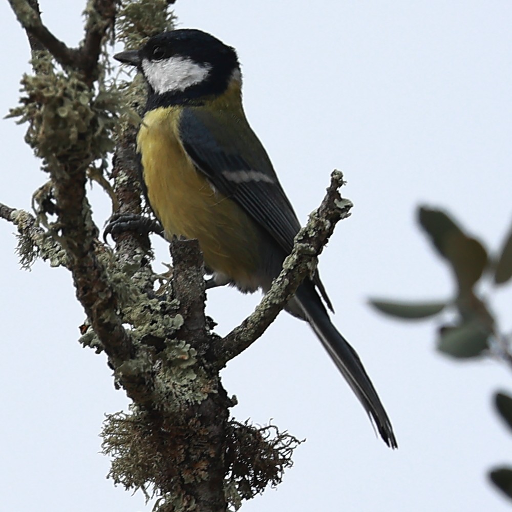 Great Tit - ML624937508