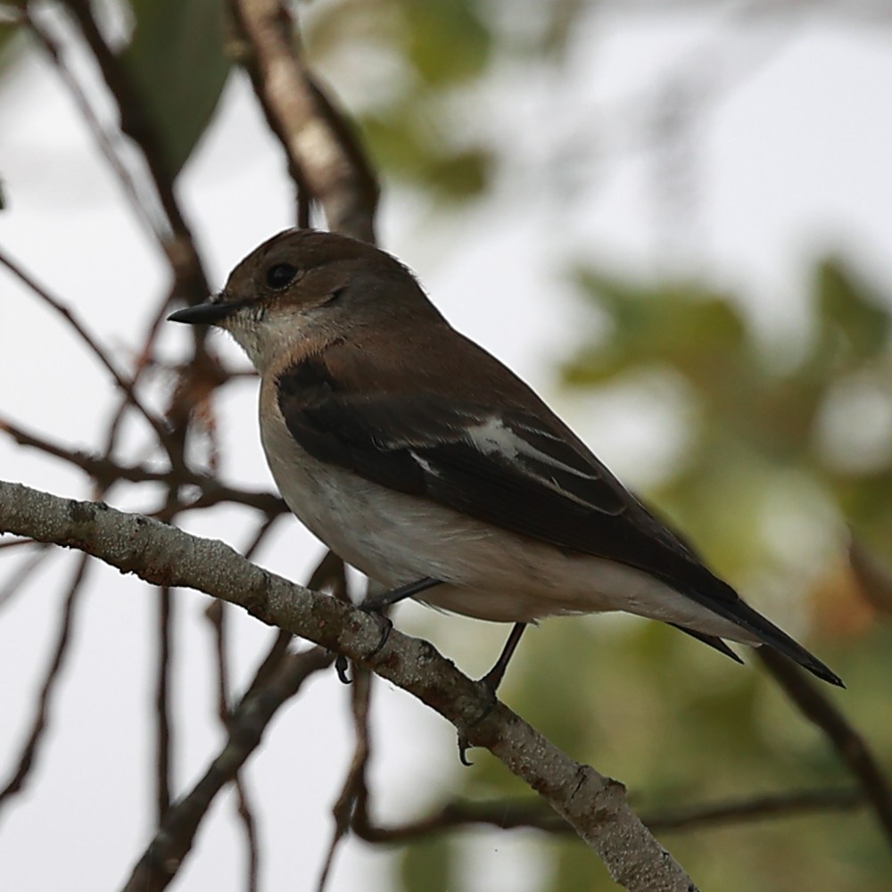 European Pied Flycatcher - ML624937520