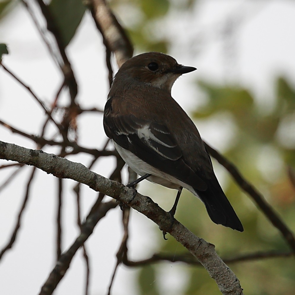 European Pied Flycatcher - ML624937521