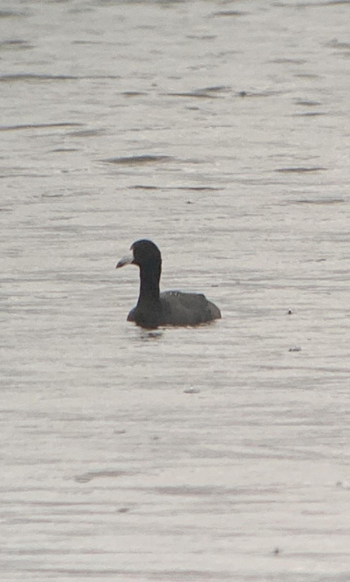 American Coot (Red-shielded) - ML624937550