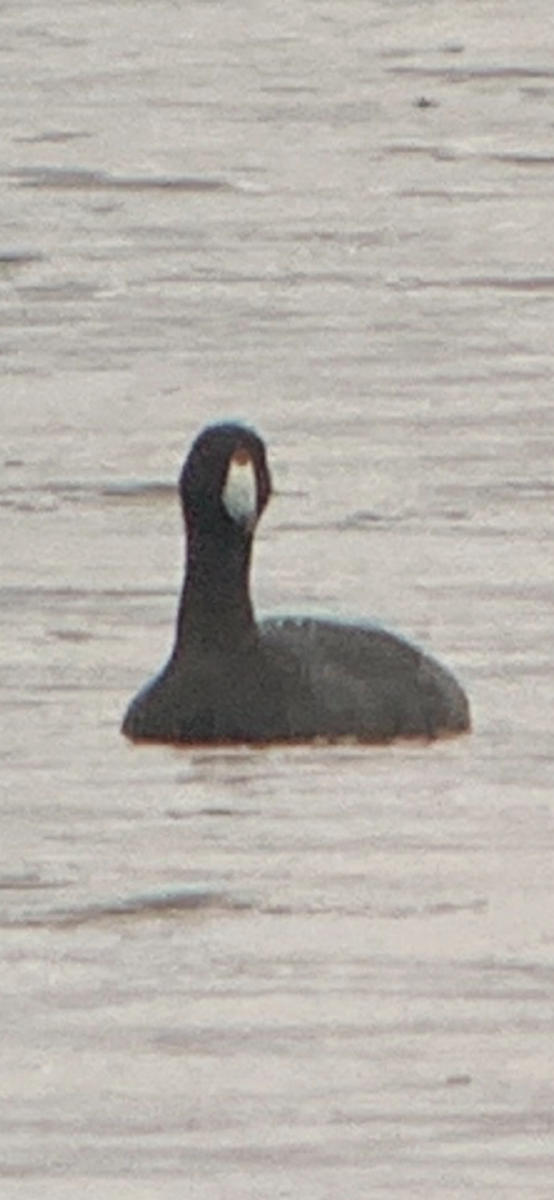 American Coot (Red-shielded) - ML624937551