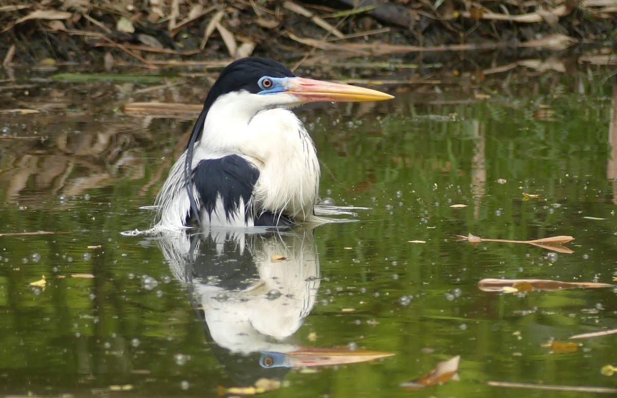 Cocoi Heron - ML624937617