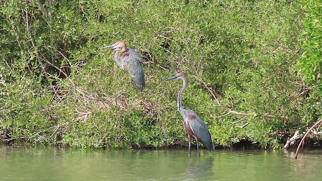 Goliath Heron - ML624937695