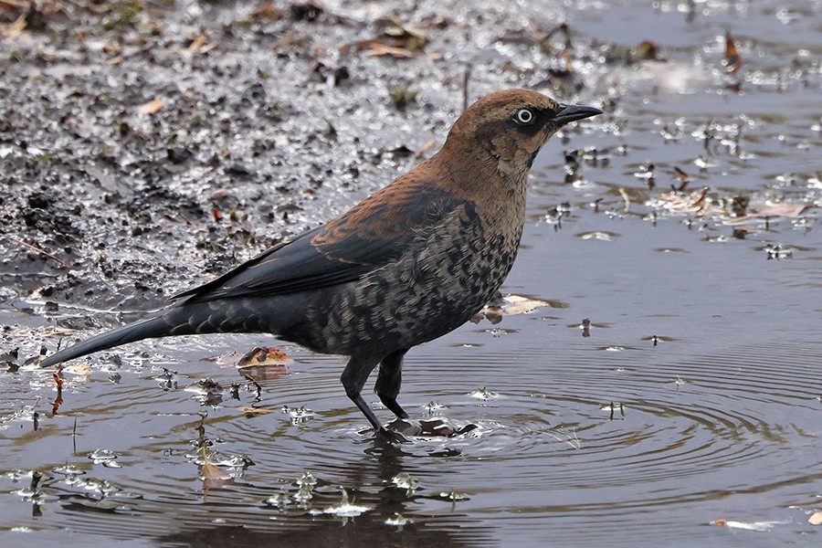 Rusty Blackbird - ML624937770