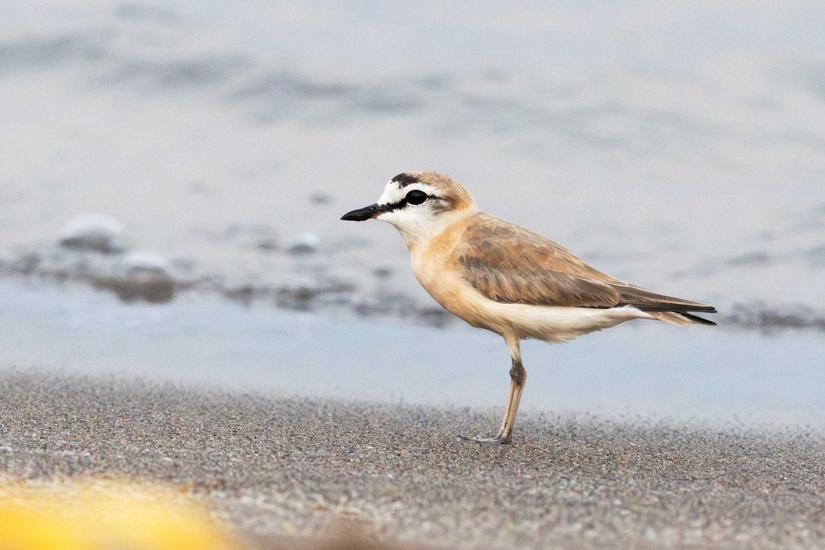 White-fronted Plover - ML624937789