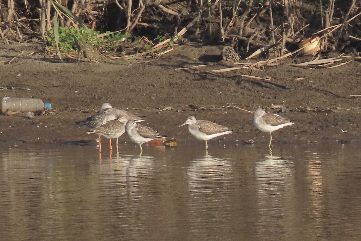 ביצנית ירוקת-רגל - ML624937838