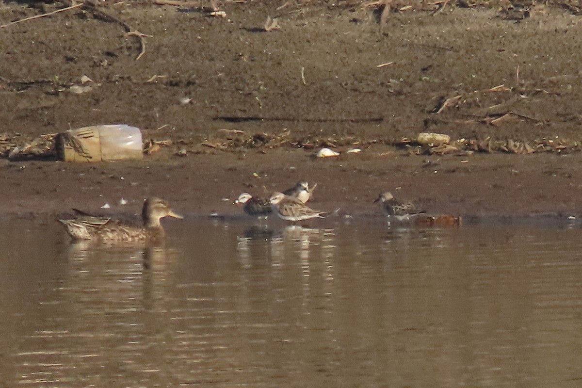 חופית אדומת-צוואר - ML624937844