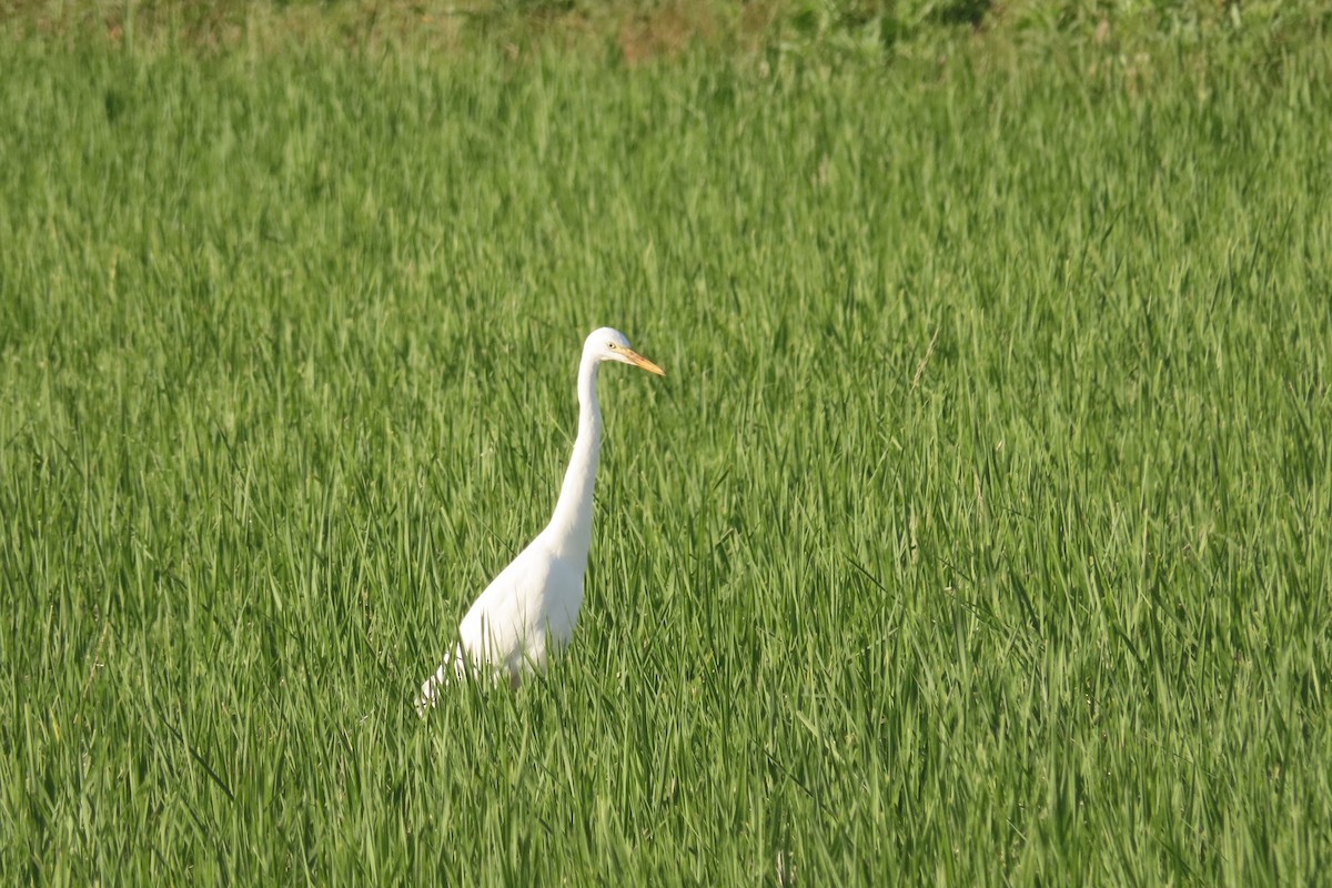 Medium Egret - ML624937848