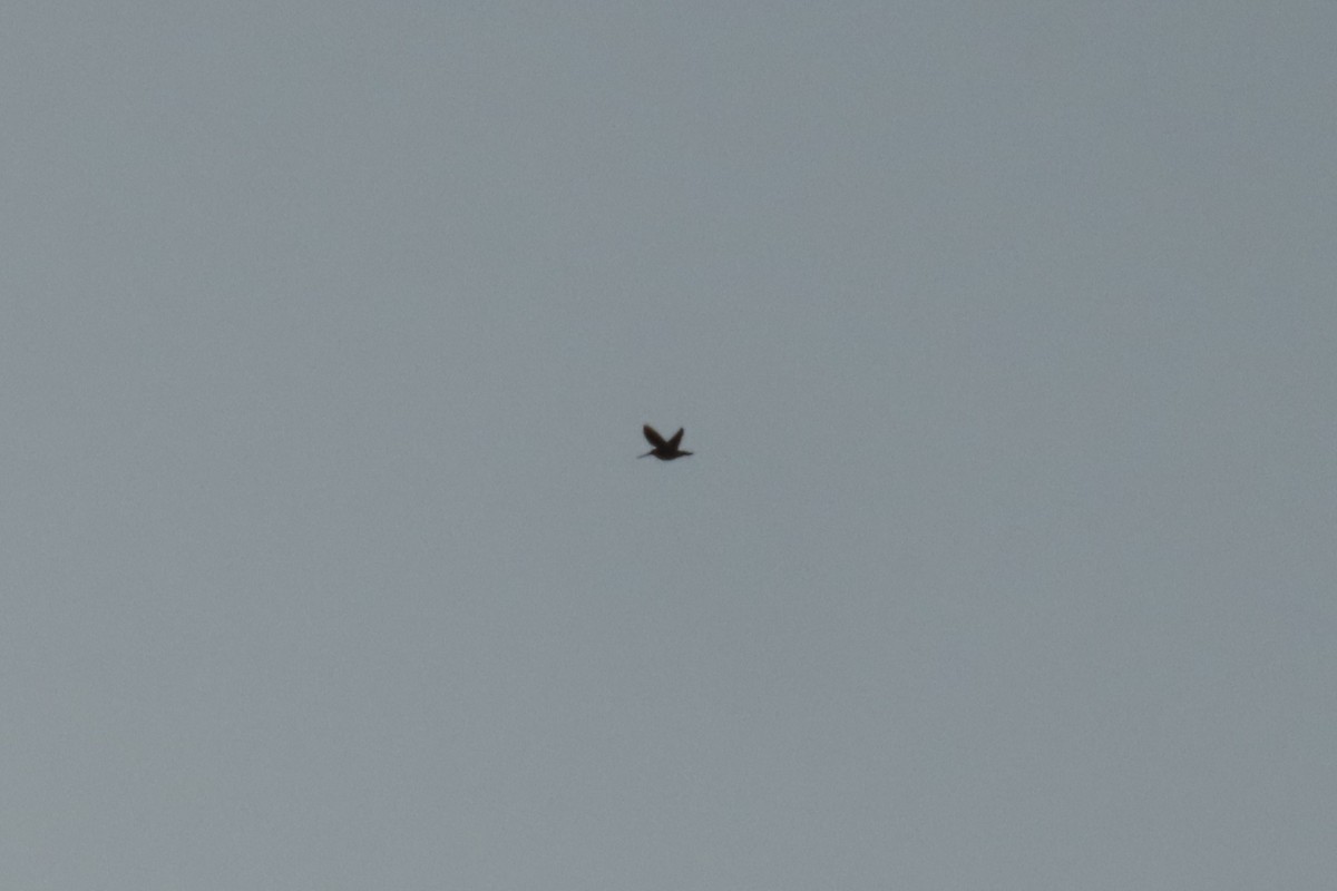 חרטומית ביצות - ML624937854