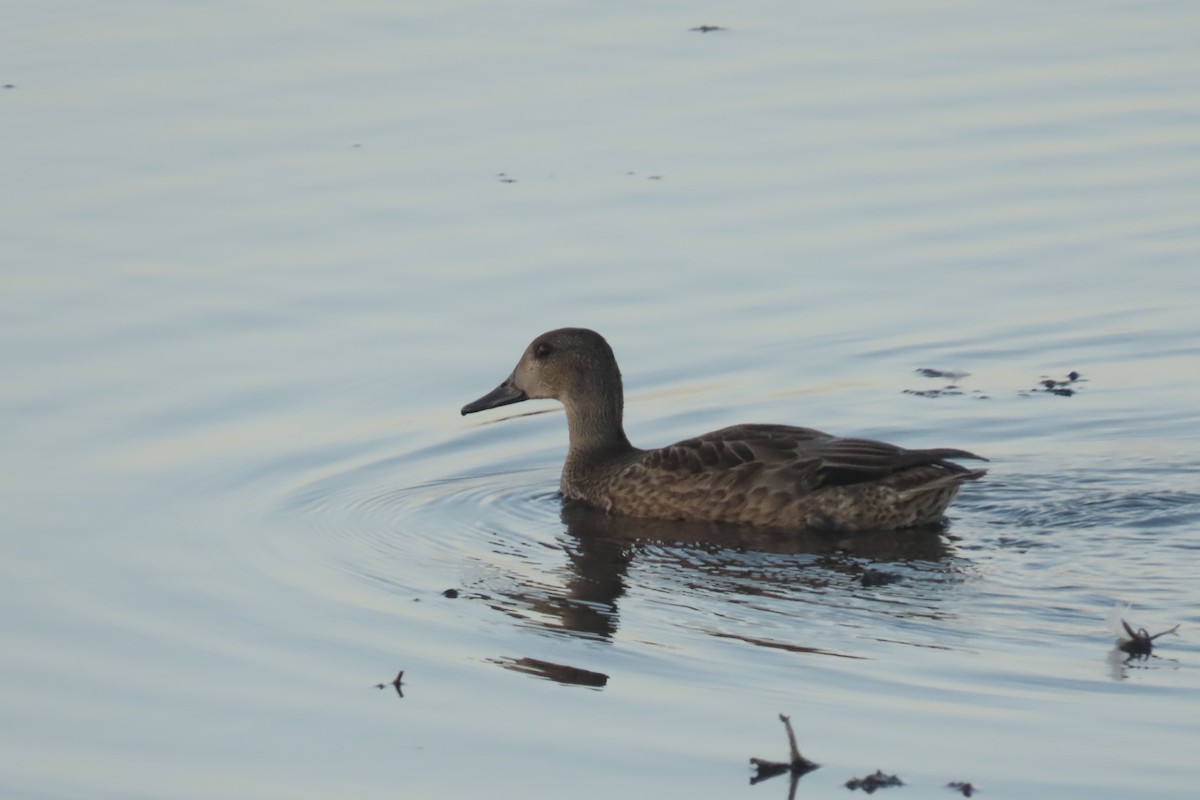 שרשיר חרמש - ML624937858
