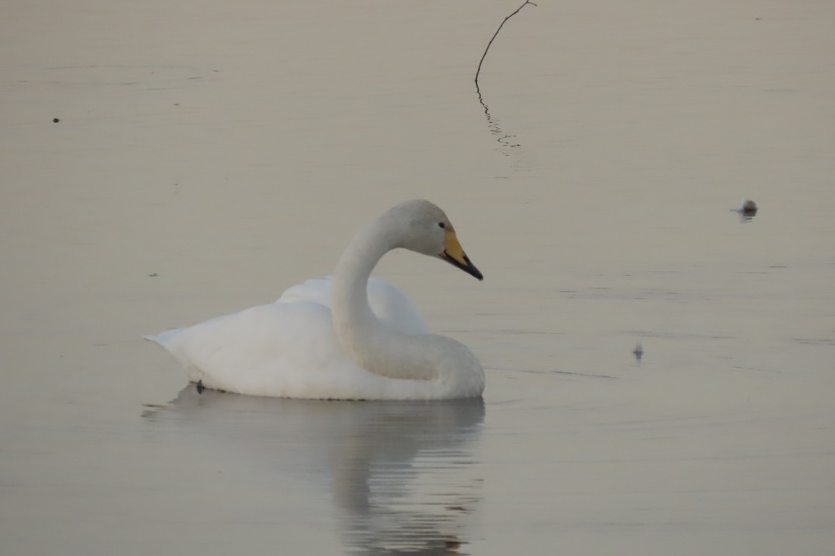 ברבור שר - ML624937860