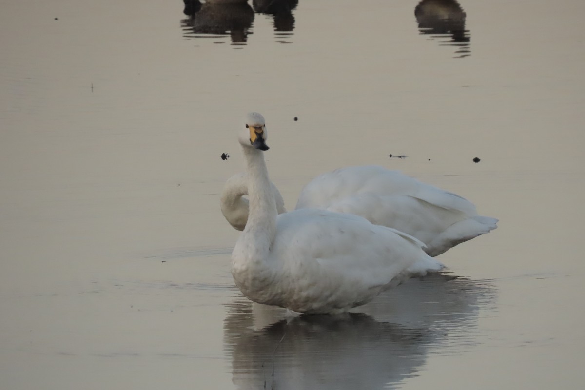 ברבור קטן (אירואסייתי) - ML624937862