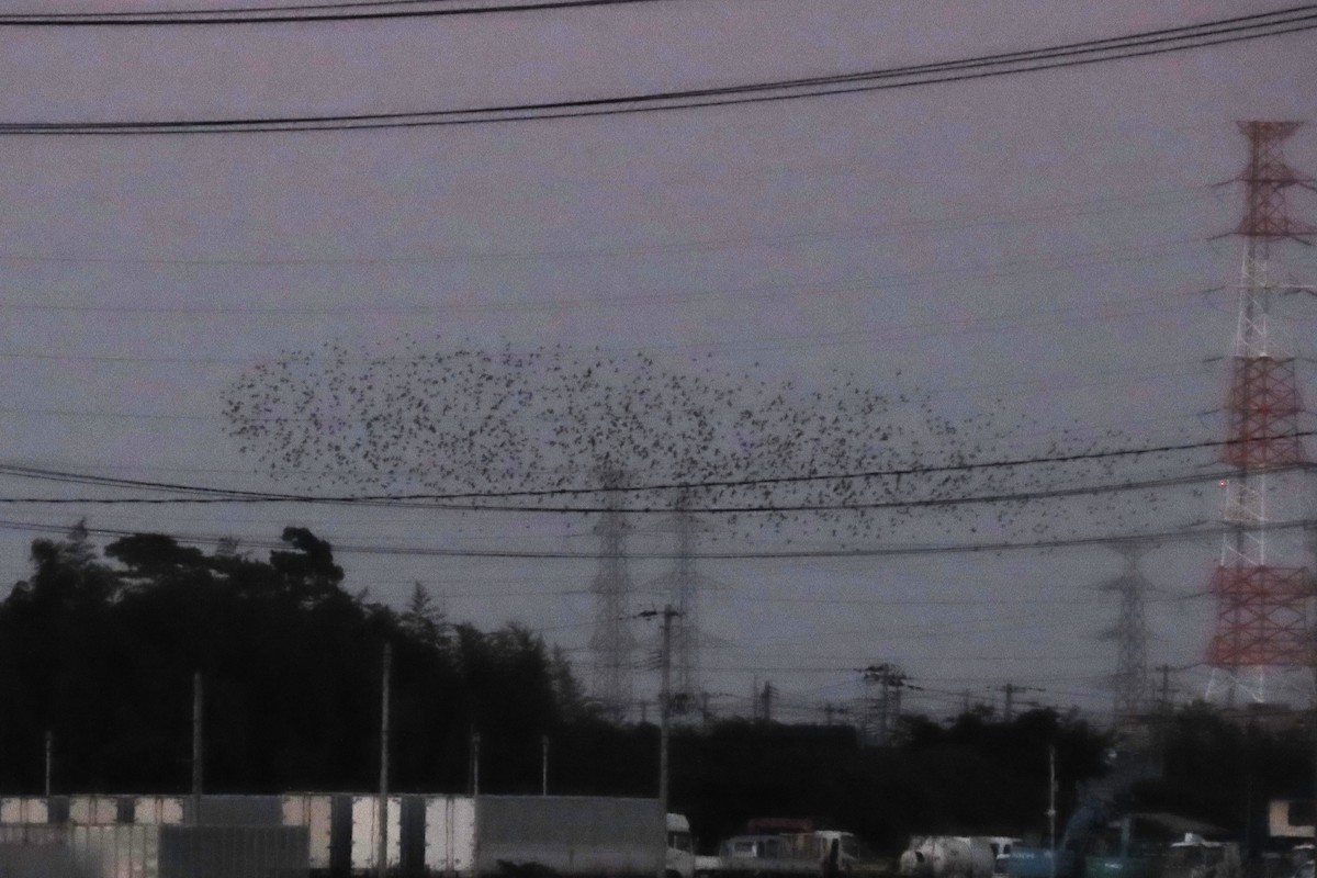 White-cheeked Starling - ML624937864