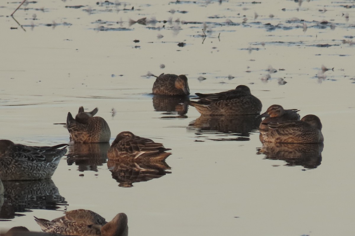 קרקיר - ML624937872