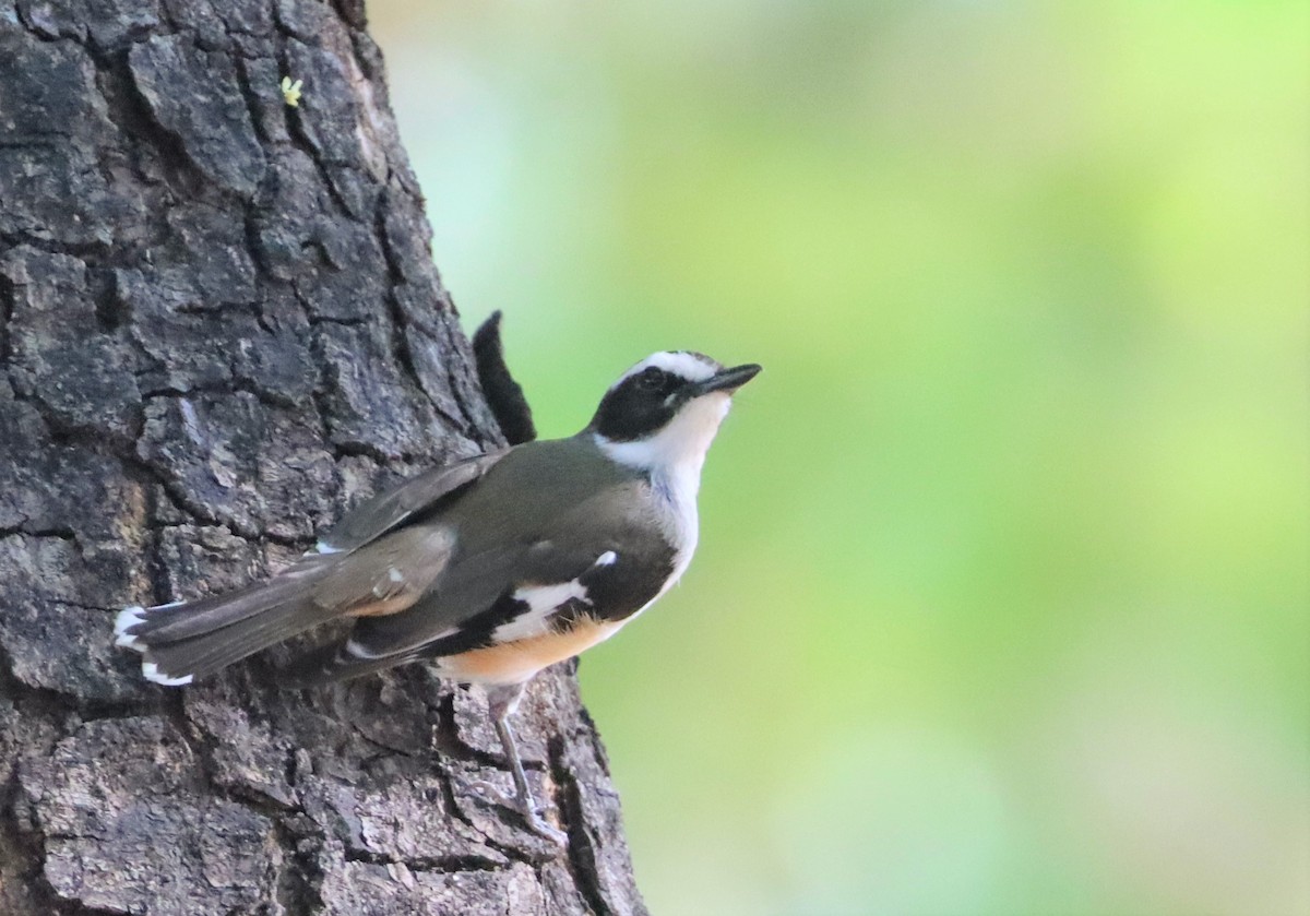 Buff-sided Robin - ML624937891