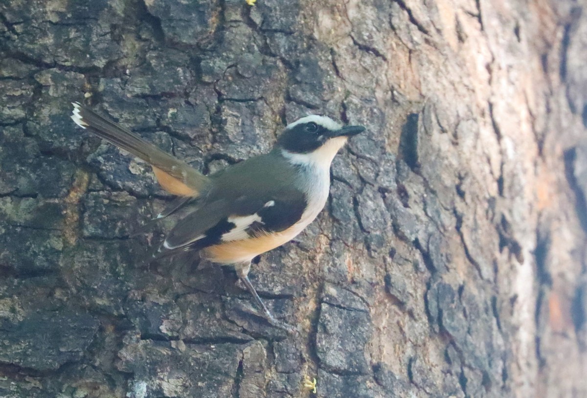 Buff-sided Robin - ML624937897