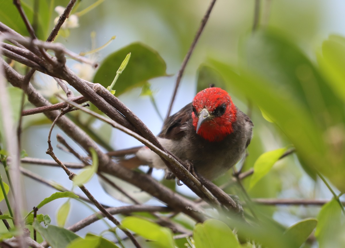 Red-headed Myzomela - ML624938136