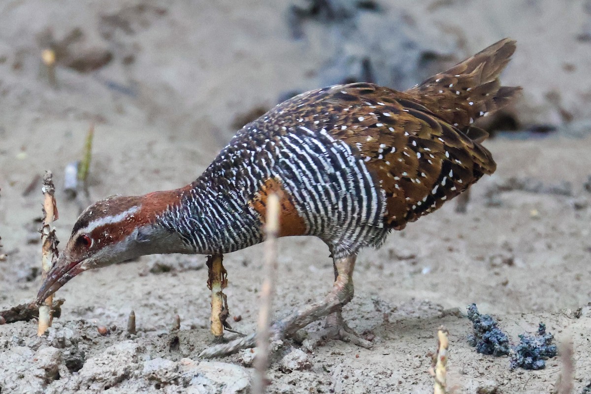 Buff-banded Rail - ML624938147