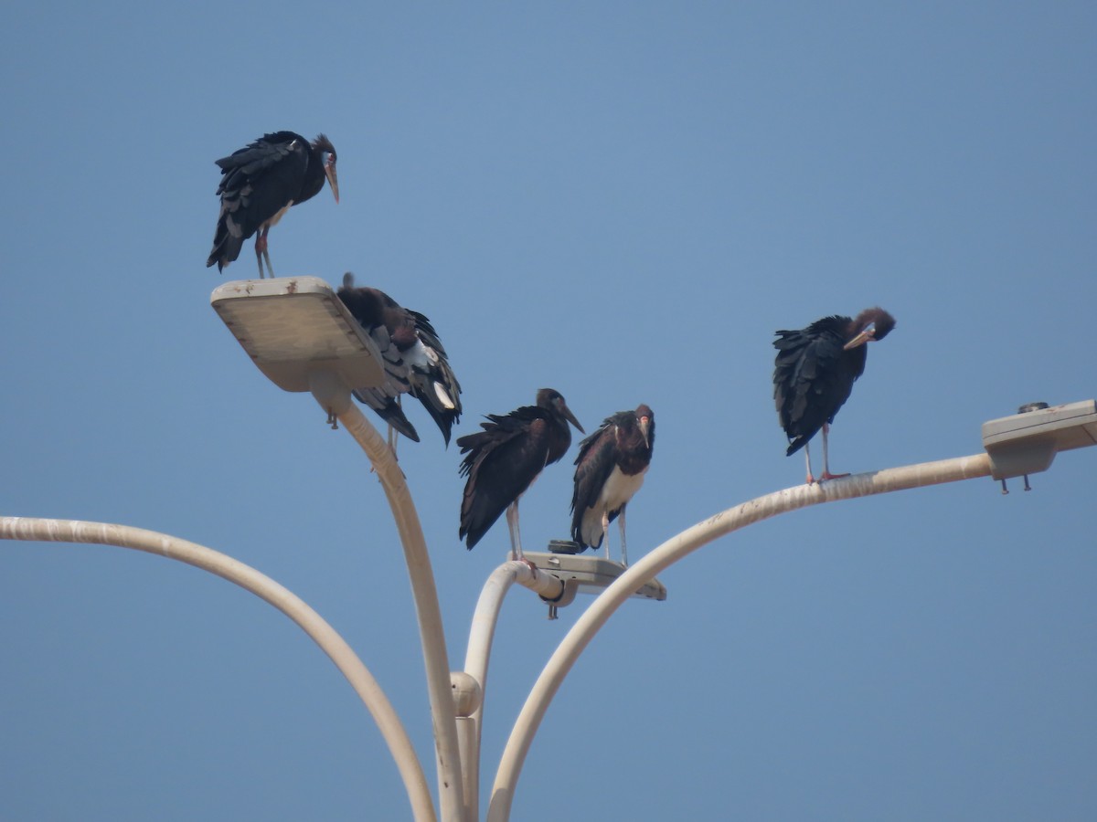 Cigogne d'Abdim - ML624938243