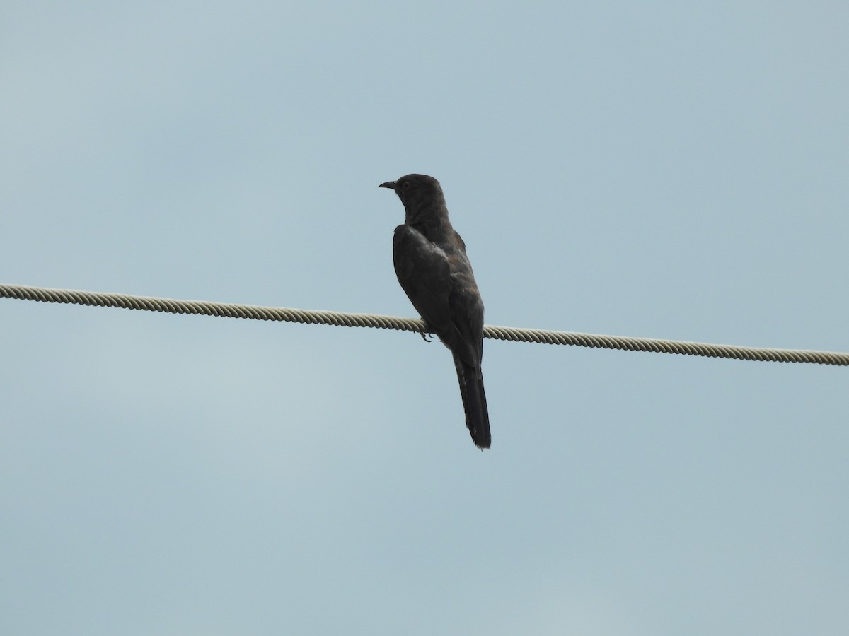 Gray-bellied Cuckoo - ML624938362