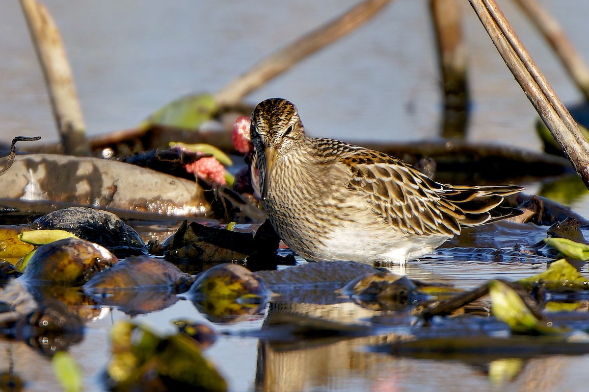 美洲尖尾濱鷸 - ML624938397