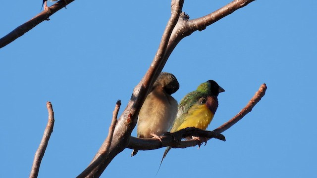 Gouldian Finch - ML624938498