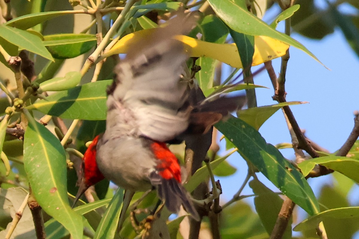 Red-headed Myzomela - ML624938506