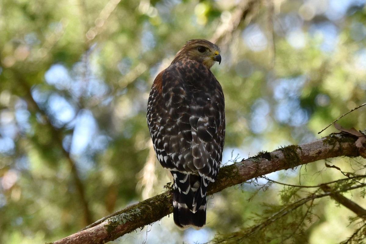 Red-shouldered Hawk - ML624938562