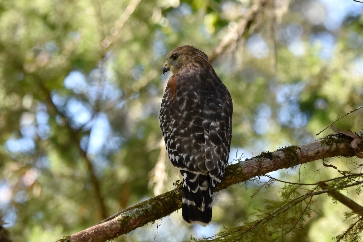 Red-shouldered Hawk - ML624938563