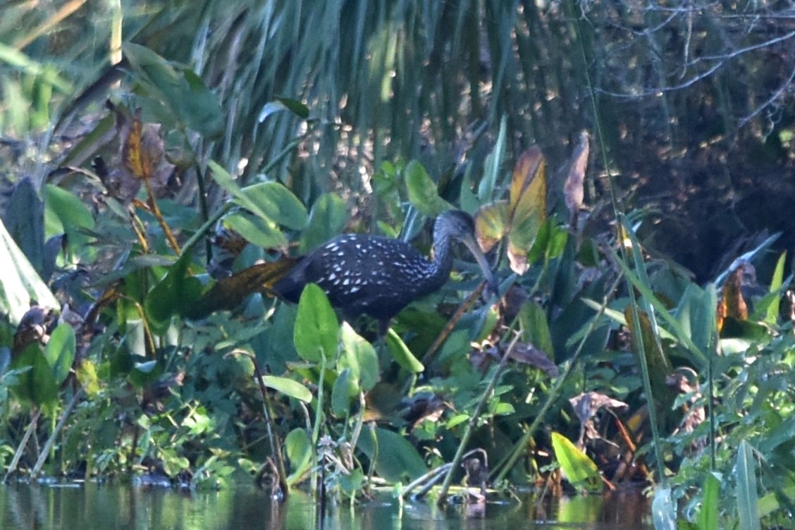 Limpkin - ML624938576