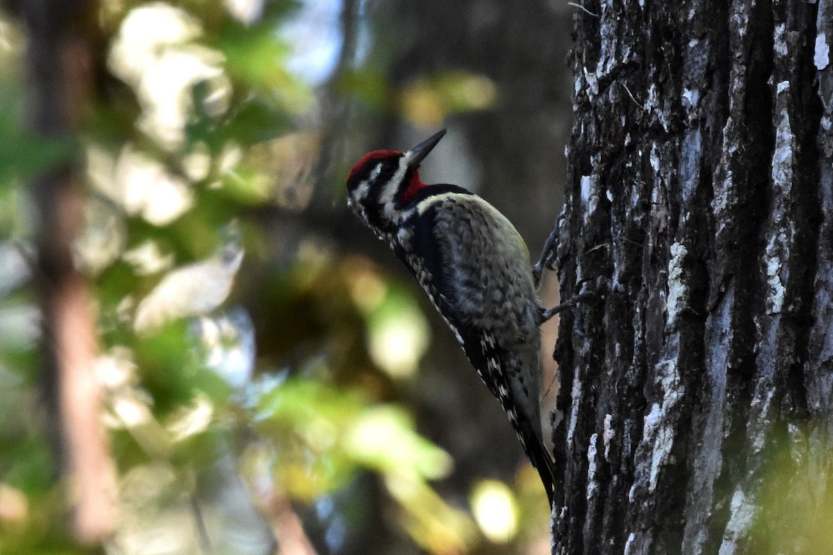 Yellow-bellied Sapsucker - ML624938596