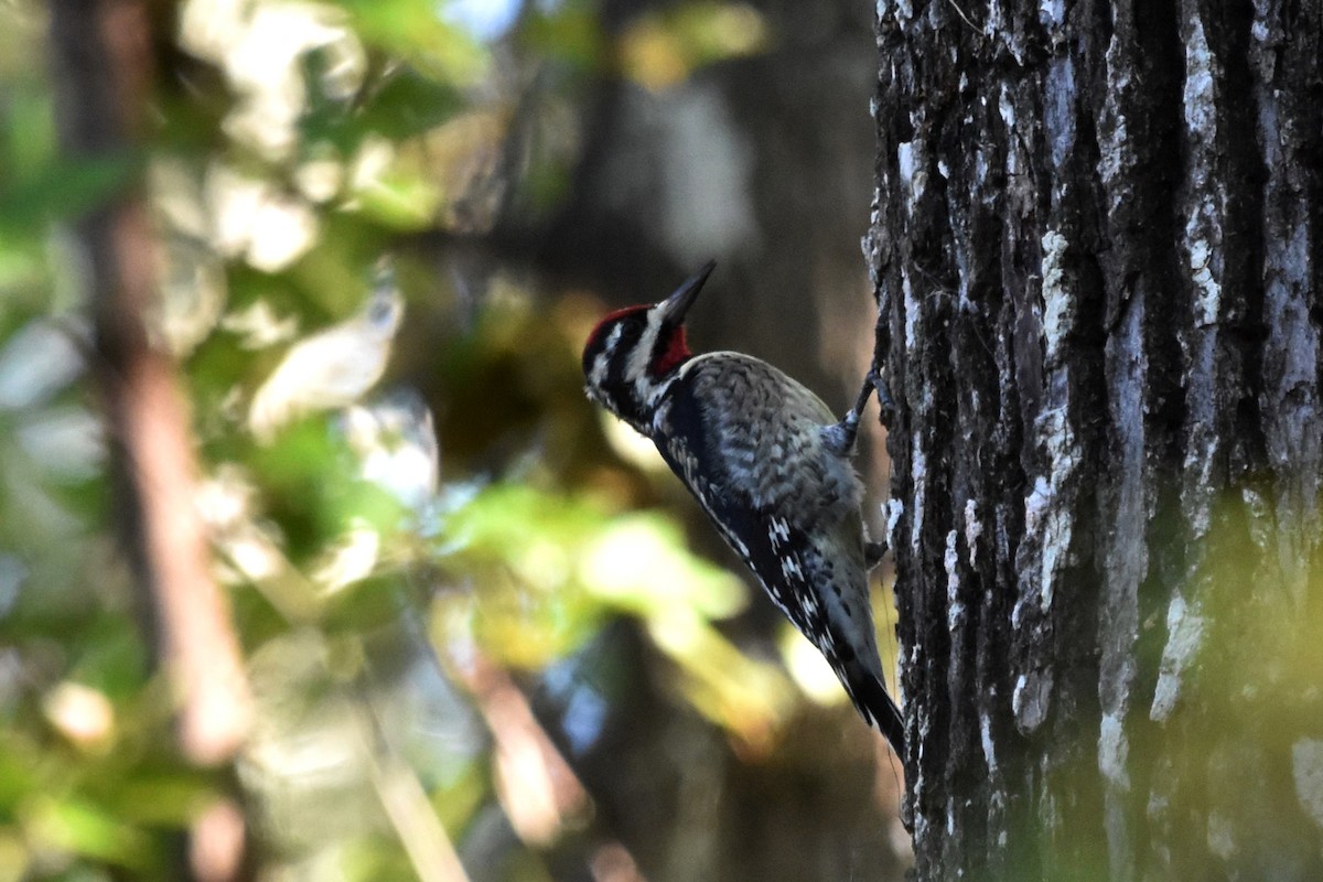 Yellow-bellied Sapsucker - ML624938597