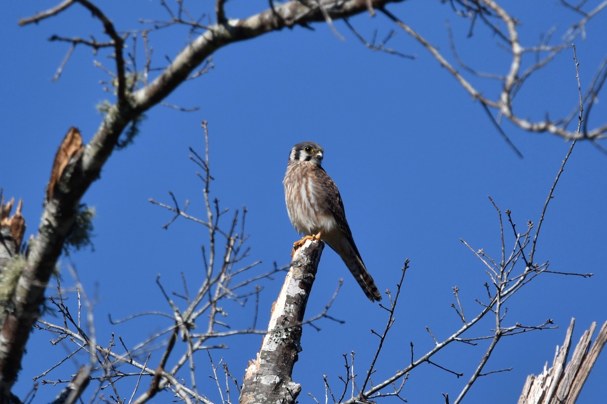 American Kestrel - ML624938600