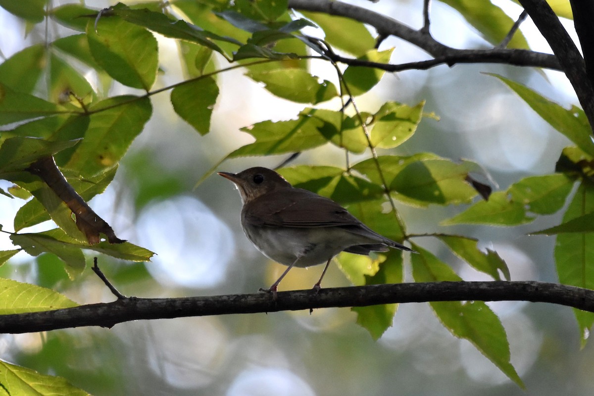Gray-cheeked Thrush - ML624938610